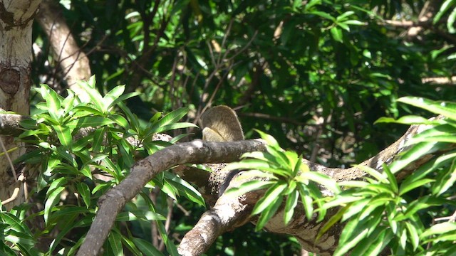 Common Squirrel Monkey - ML647779135