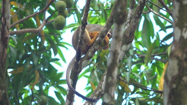 Common Squirrel Monkey - ML647779136