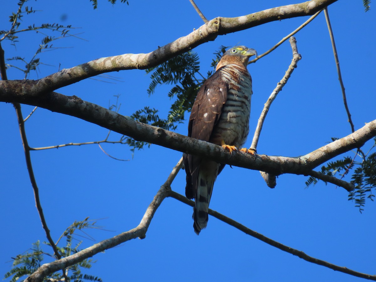 Hook-billed Kite - ML647779148
