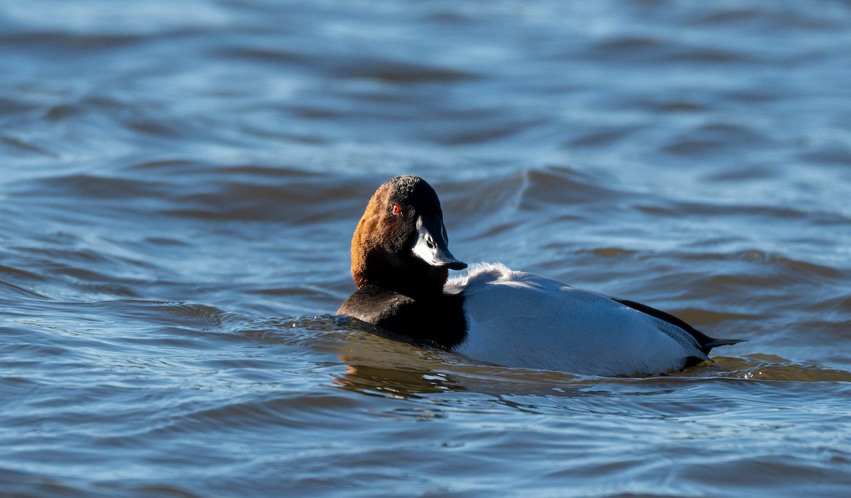 Porrón Coacoxtle - ML647779179