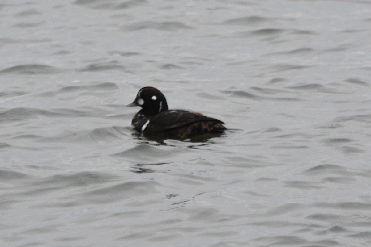 Harlequin Duck - ML647779186