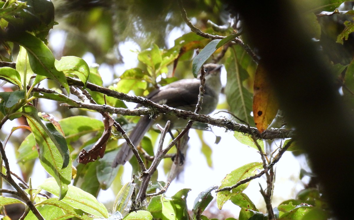 Black-billed Thrush - ML647779187