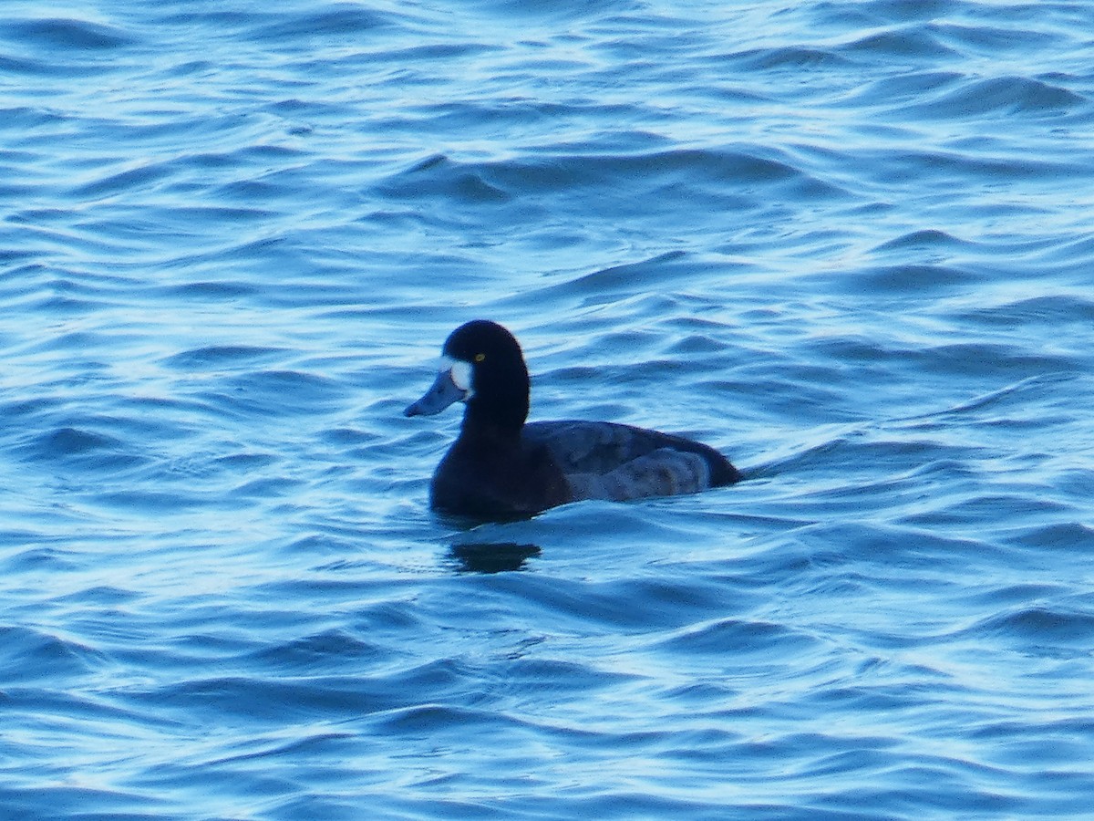 Морская чернеть - ML647779188