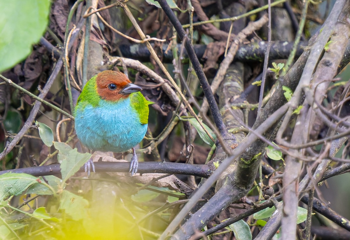 Calliste rouverdin - ML647779193