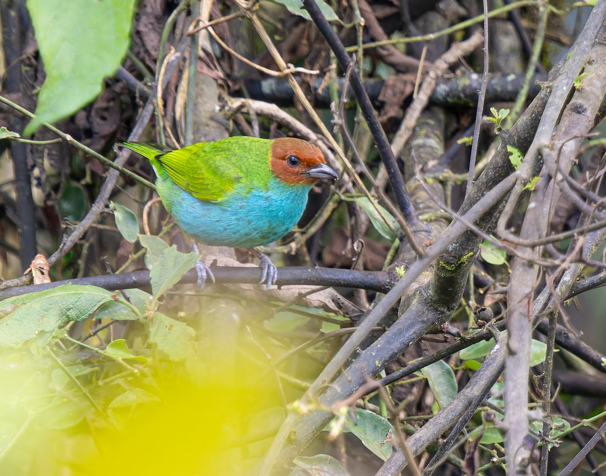 Calliste rouverdin - ML647779194