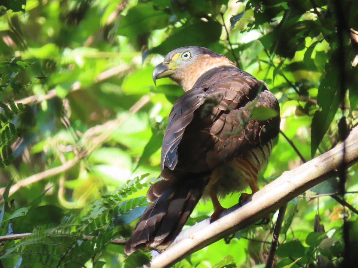 Hook-billed Kite - ML647779195