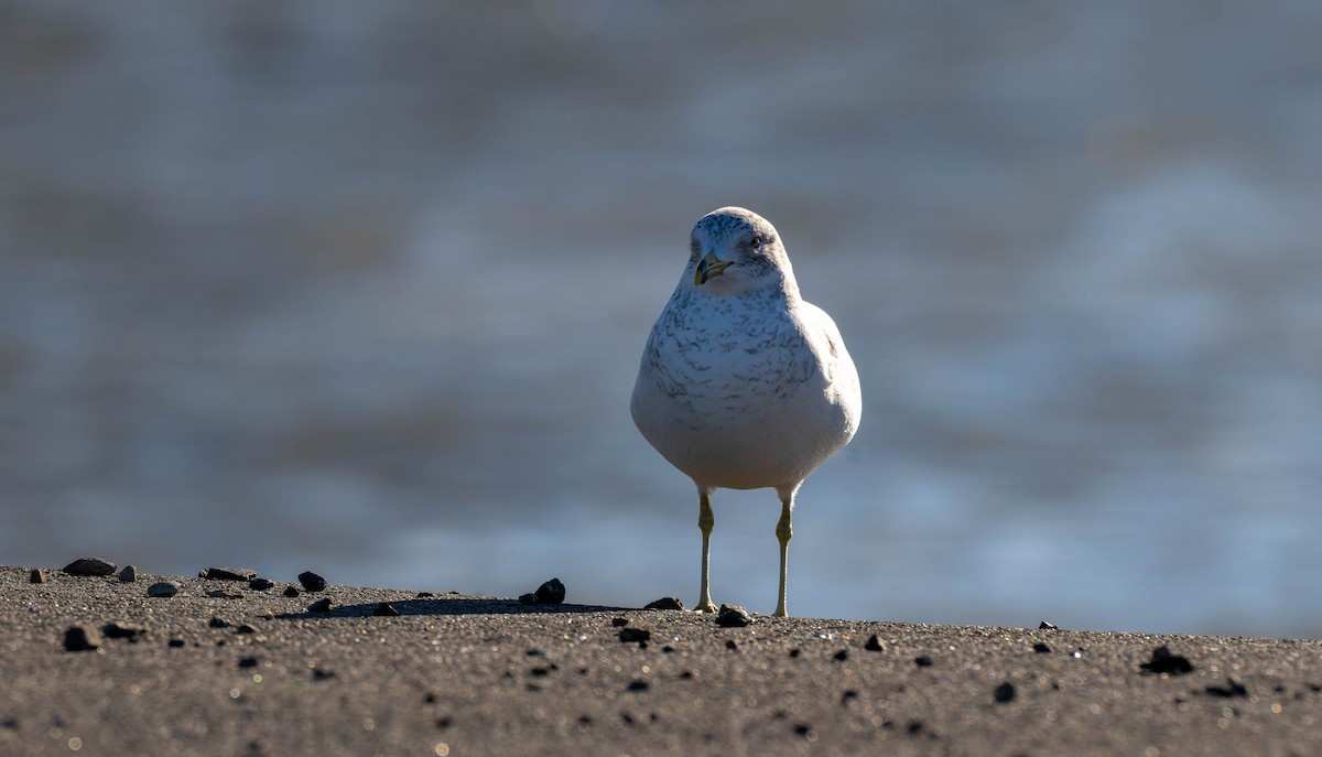 Gaviota de Delaware - ML647779201