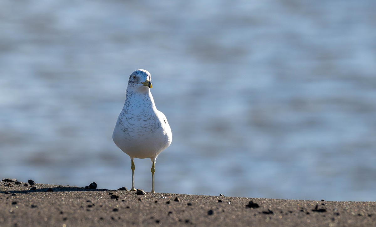 Gaviota de Delaware - ML647779204