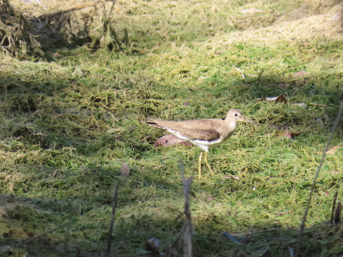 Solitary Sandpiper - ML647779210