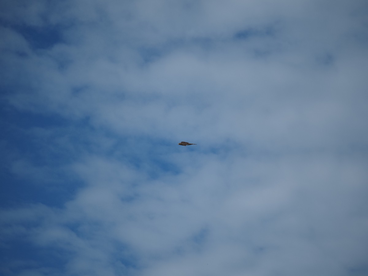 Broad-winged Hawk - ML647779216