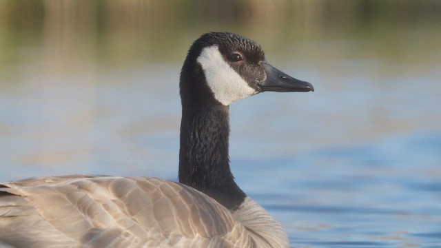 Canada Goose - ML647779232