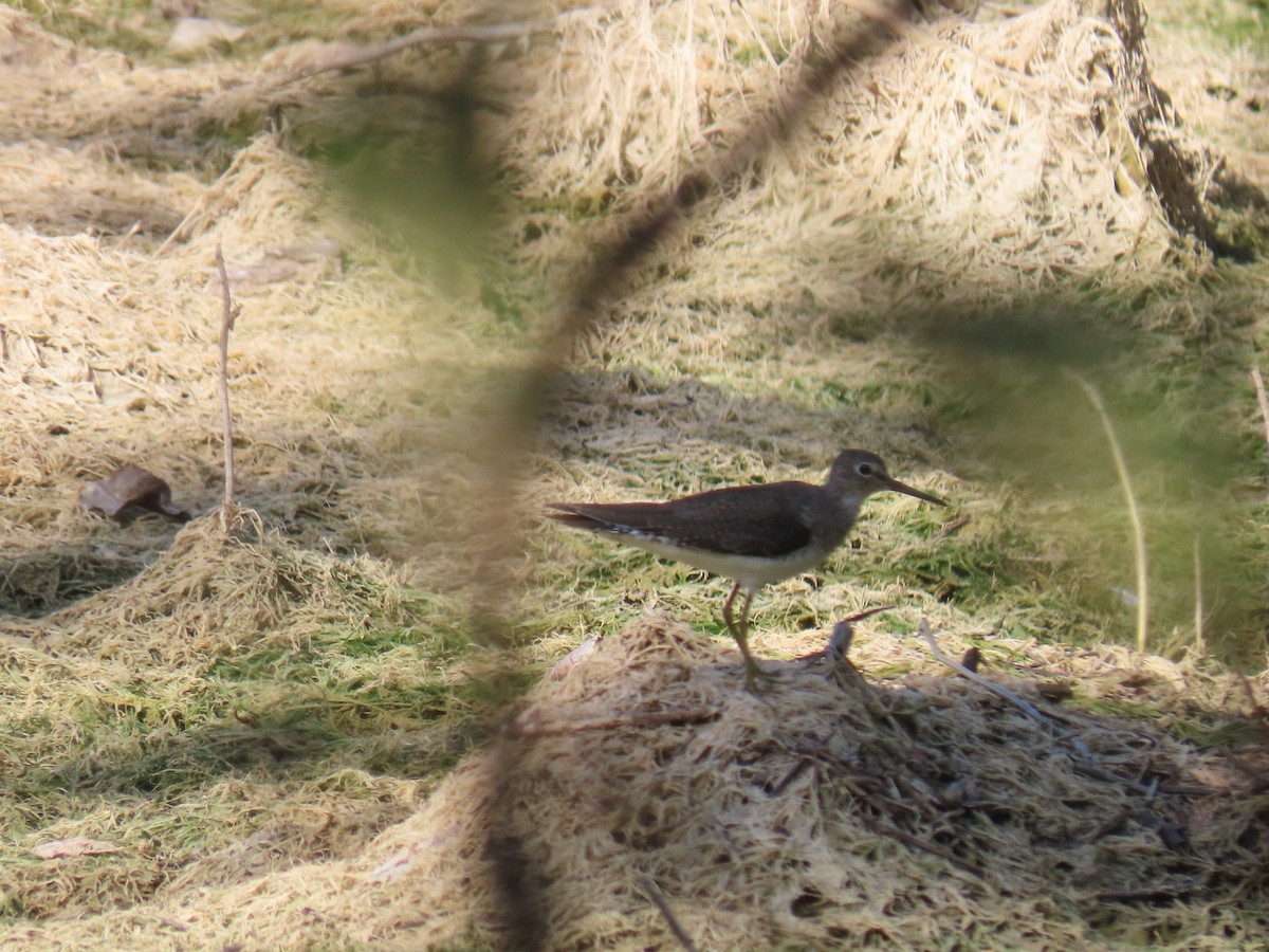 Solitary Sandpiper - ML647779239