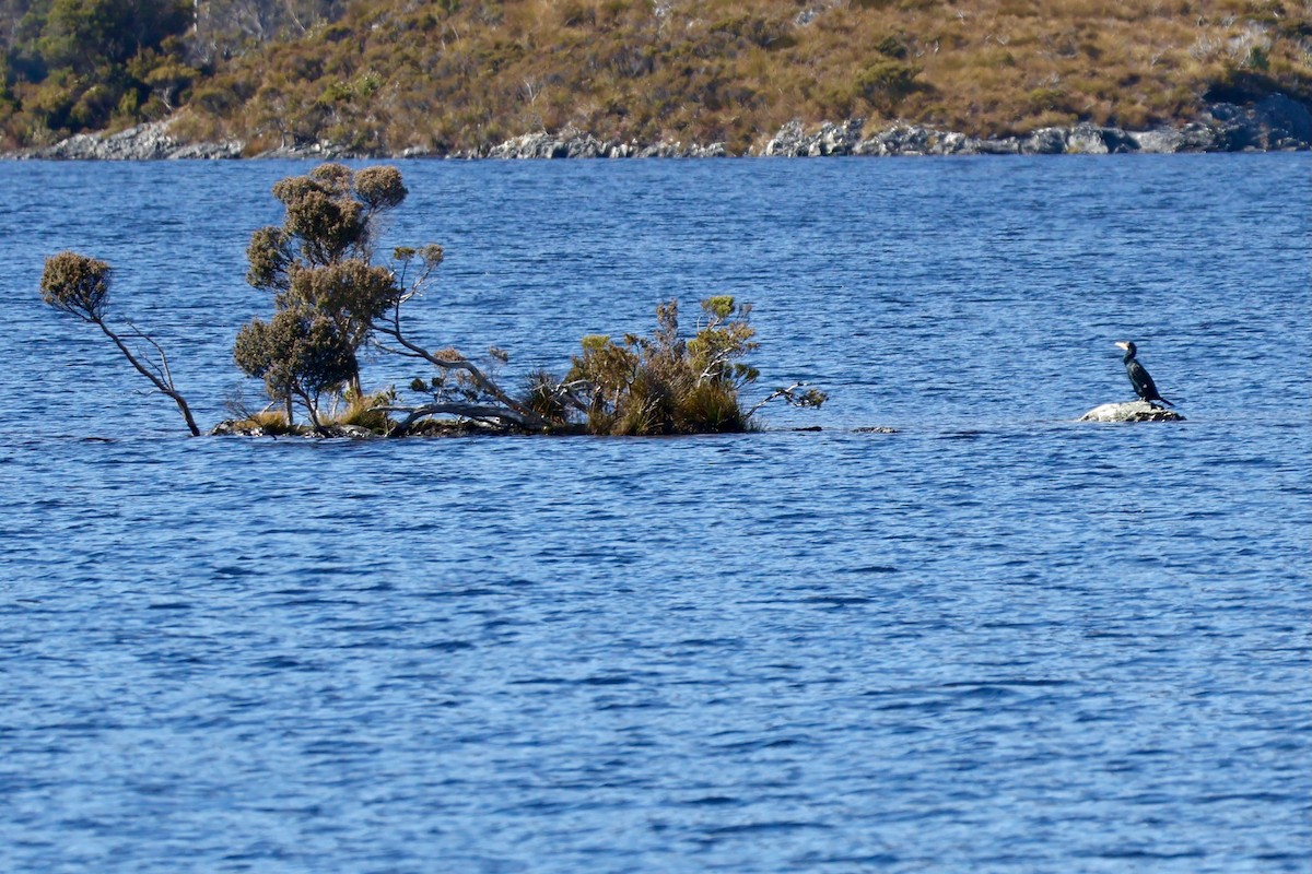 kormorán velký - ML647779240