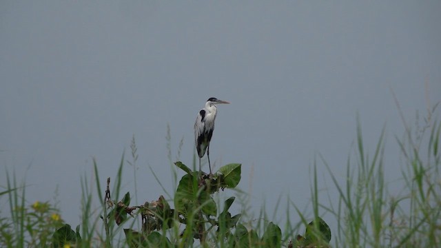 Cocoi Heron - ML647779252