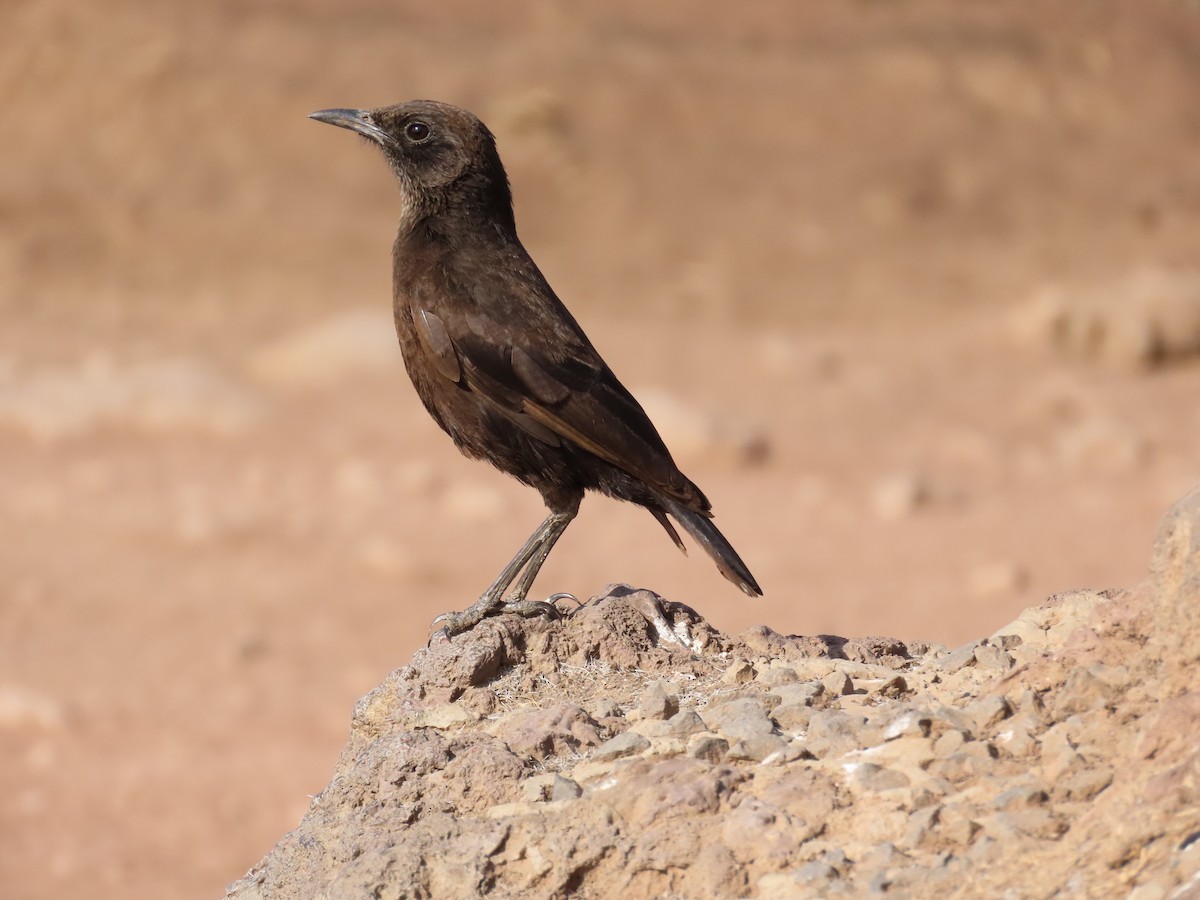 Northern Anteater-Chat - ML647779272