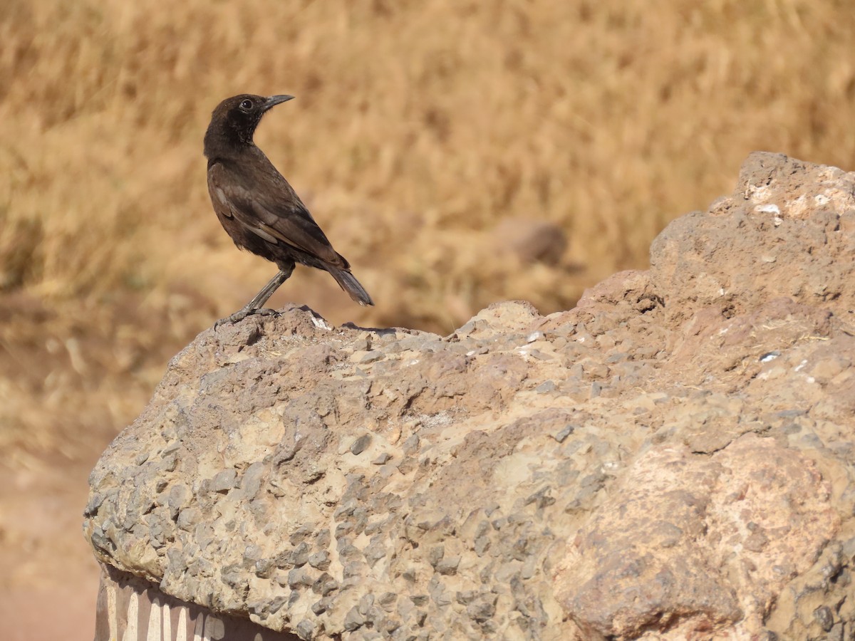 Northern Anteater-Chat - ML647779273