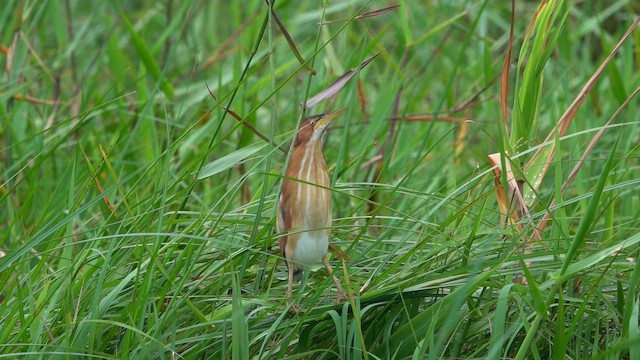 Least Bittern - ML647779280