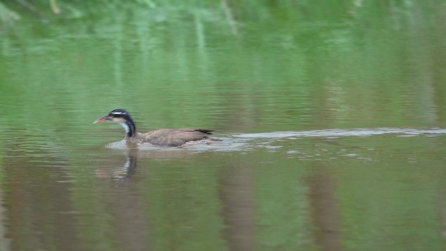 Sungrebe - ML647779298