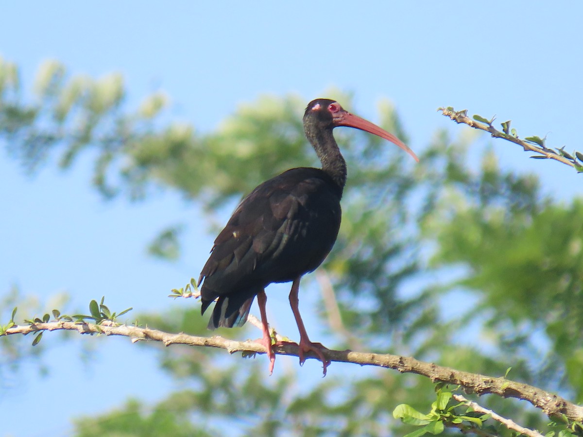 Ibis Afeitado - ML647779308