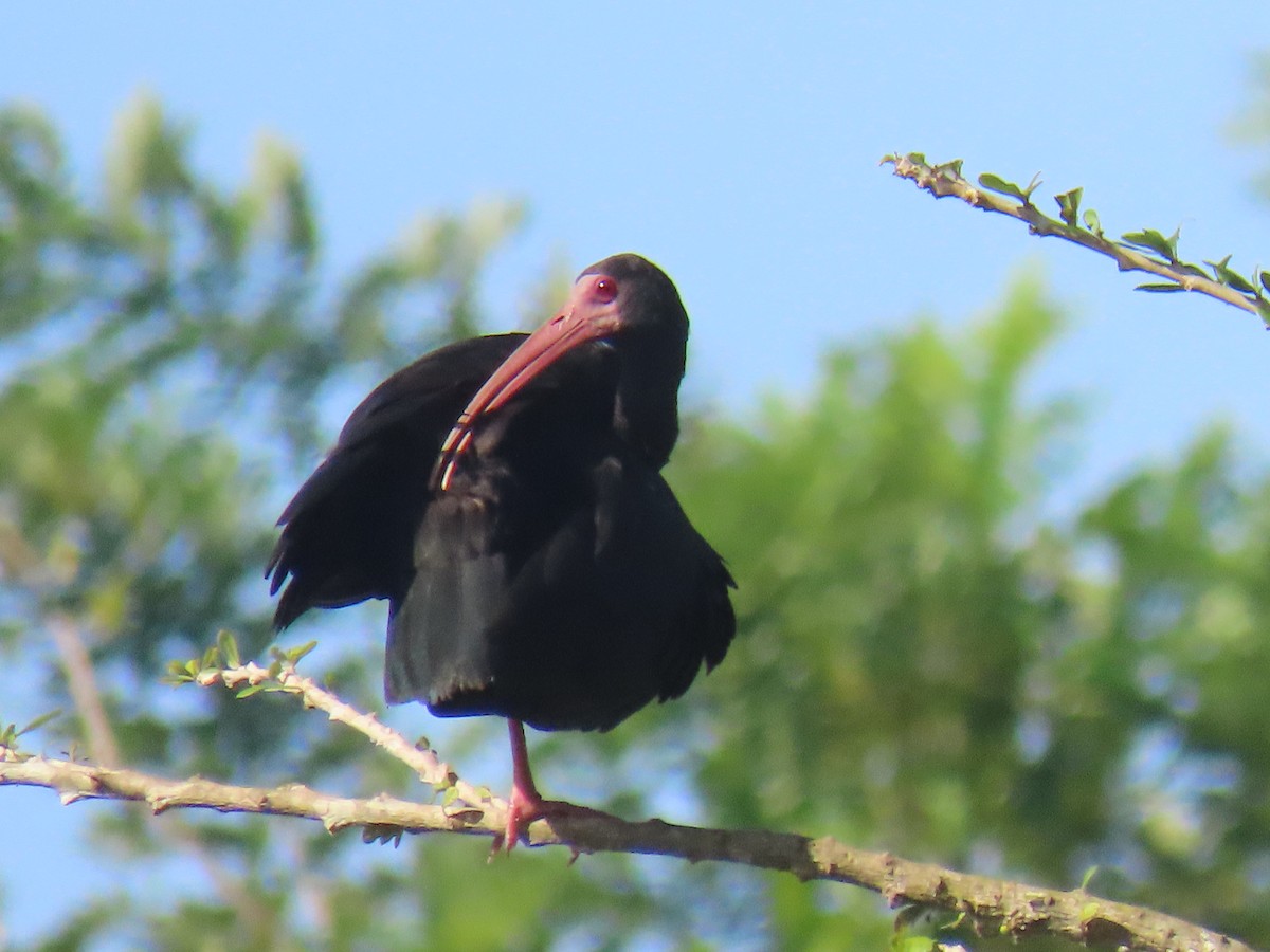 Ibis Afeitado - ML647779313