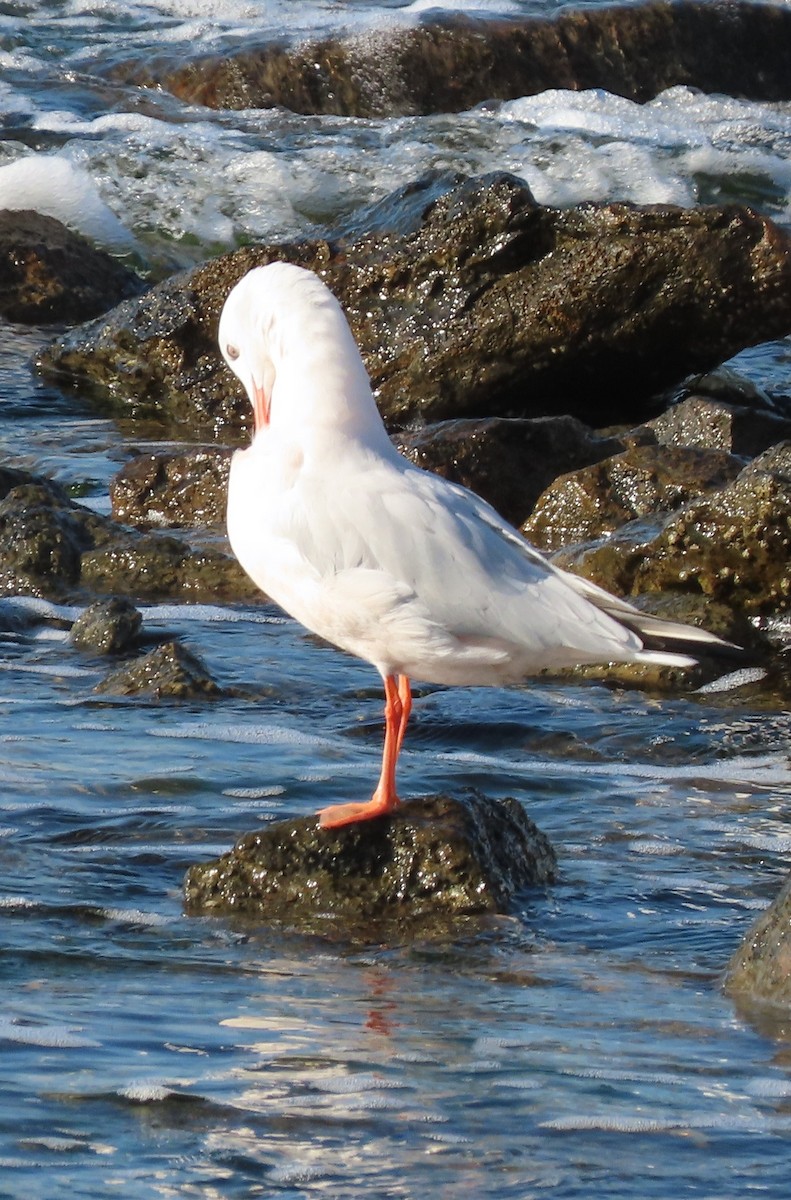 Морской голубок - ML647779318