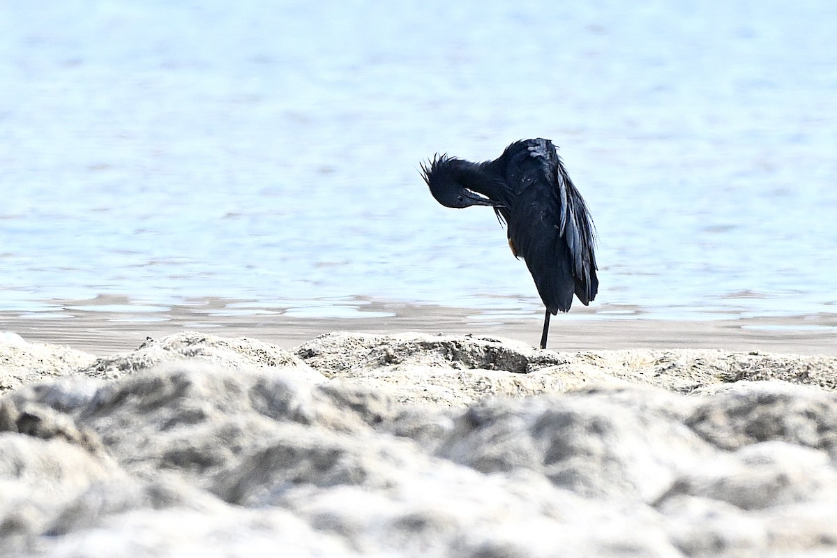 Glockenreiher - ML647779330