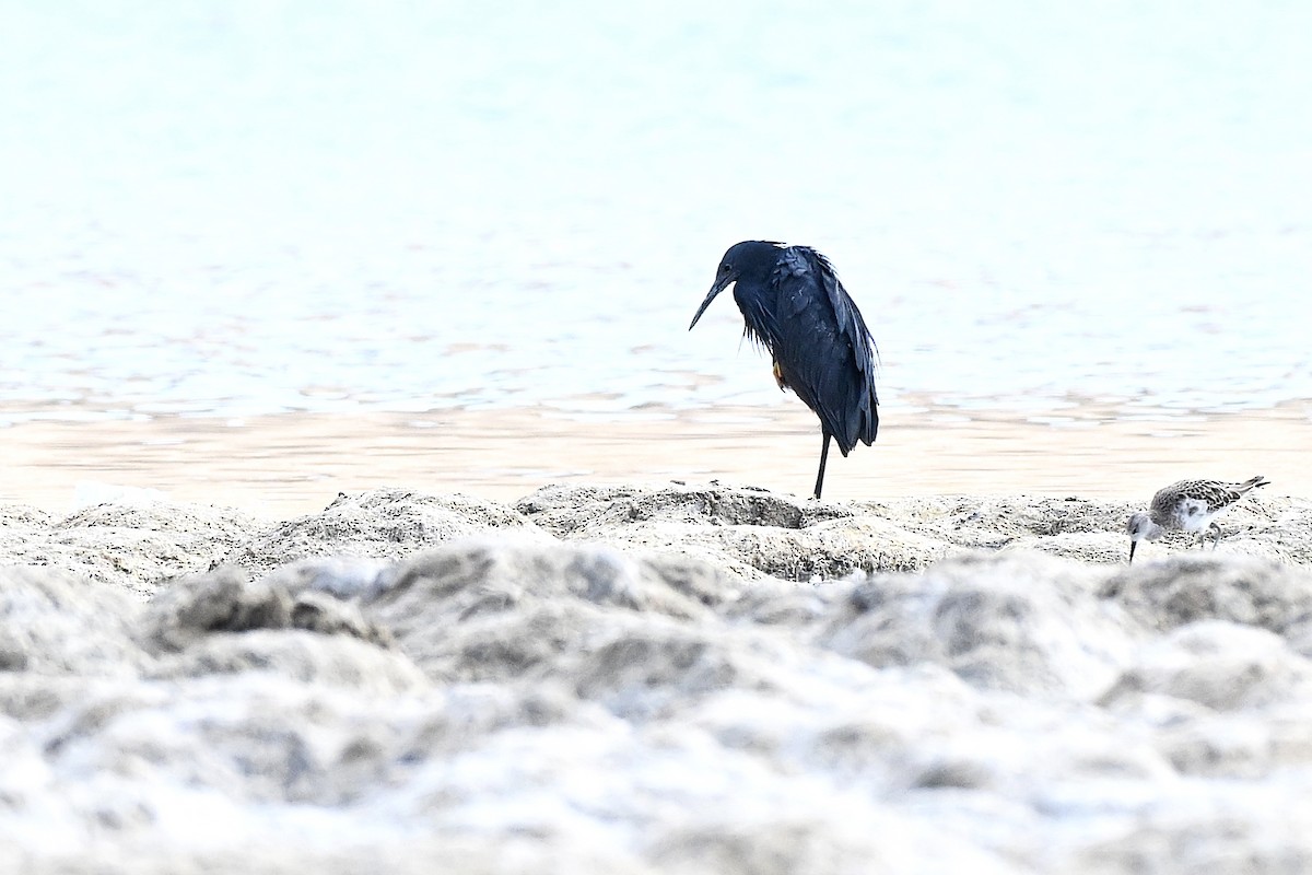 Glockenreiher - ML647779331