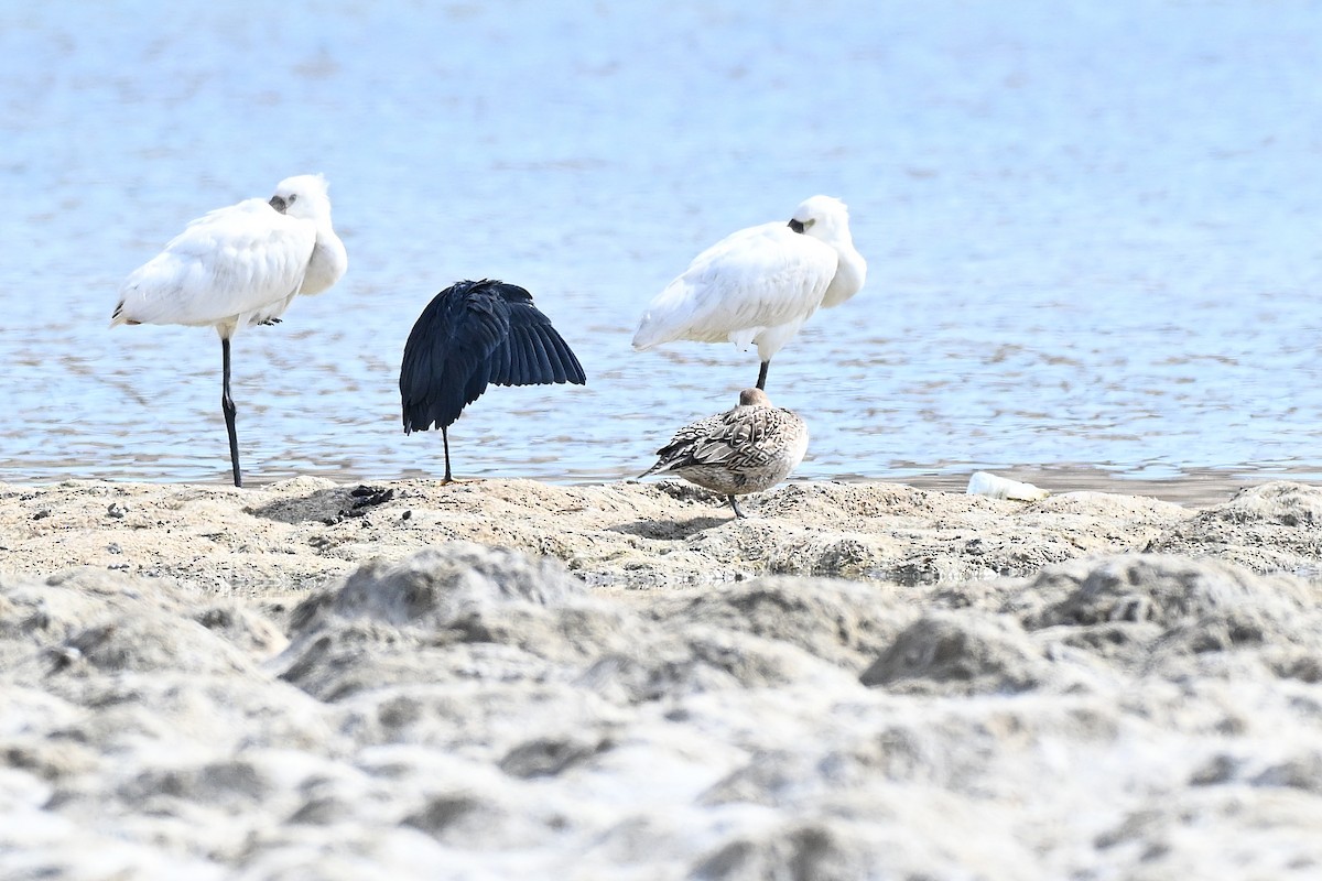 Glockenreiher - ML647779332