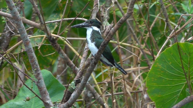 Amazon Kingfisher - ML647779342