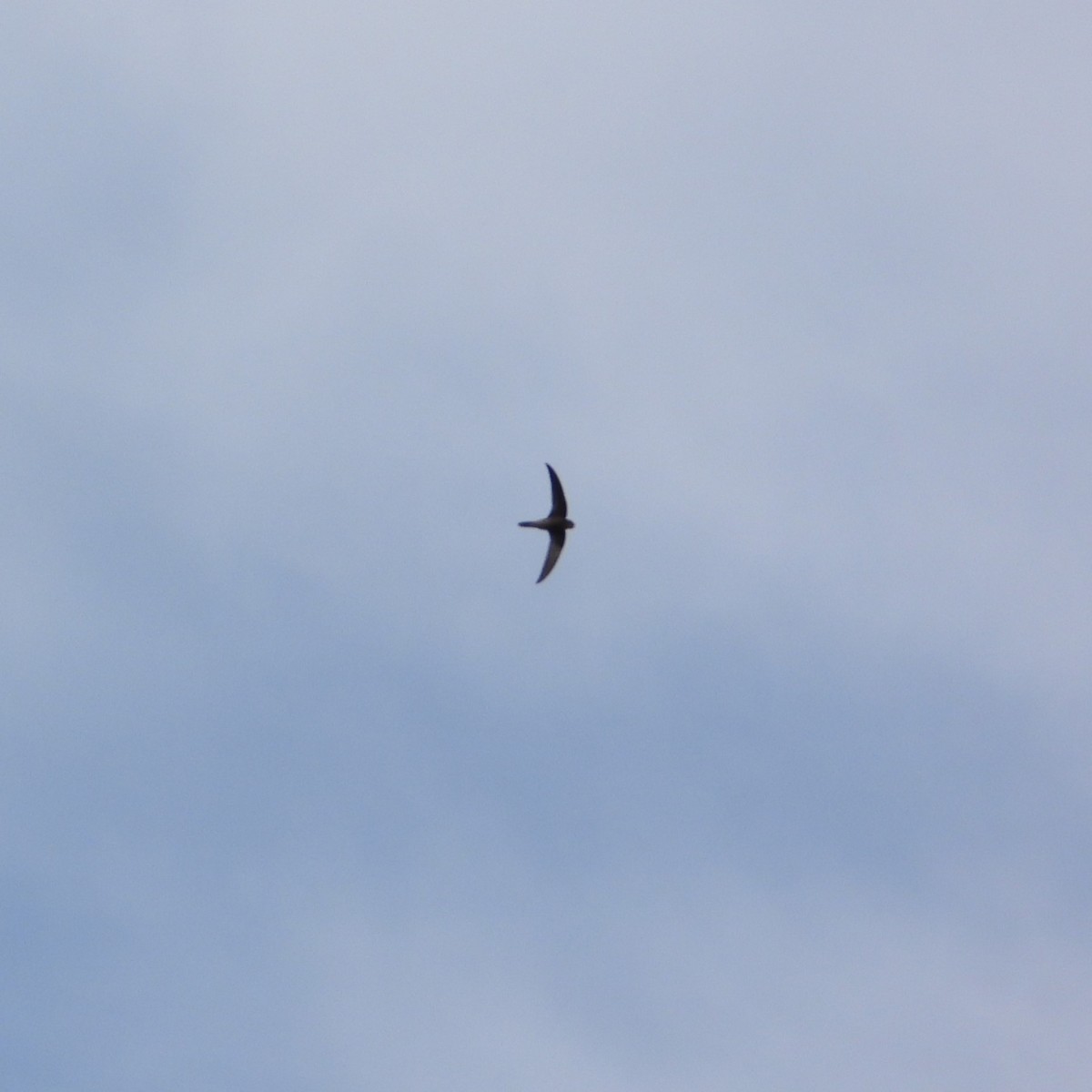 kanariseiler - ML647779344