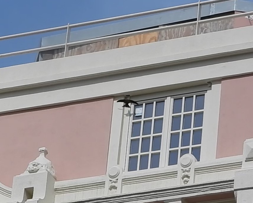 kanariseiler - ML647779355