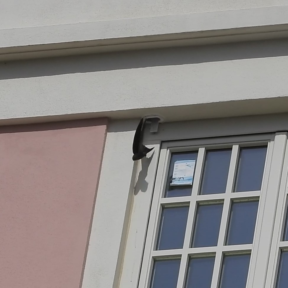 kanariseiler - ML647779362