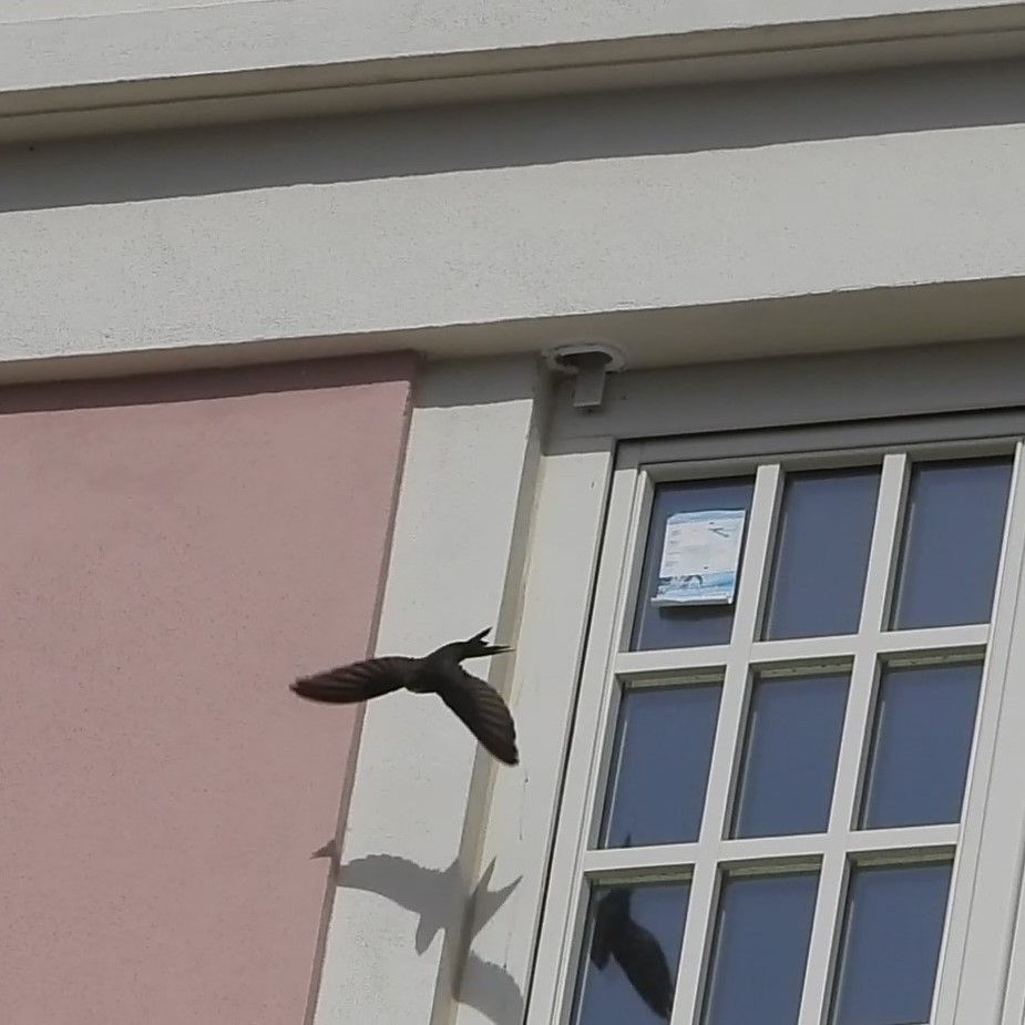 kanariseiler - ML647779363