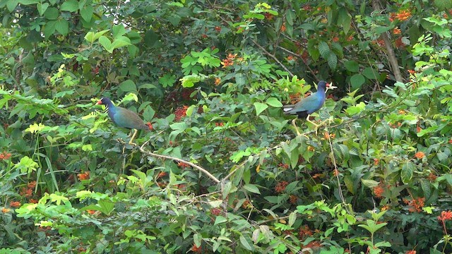 Purple Gallinule - ML647779364