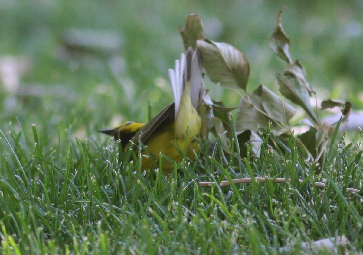 クロズキンアメリカムシクイ - ML647779380