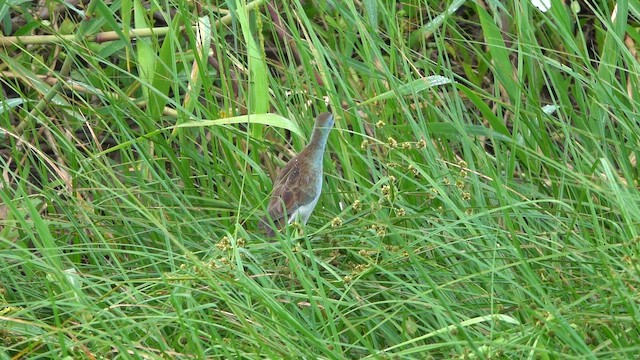 Azure Gallinule - ML647779384