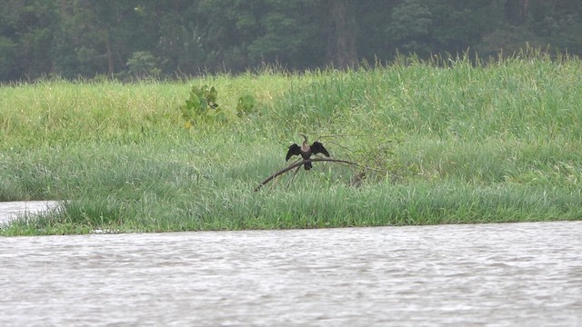 Anhinga - ML647779396