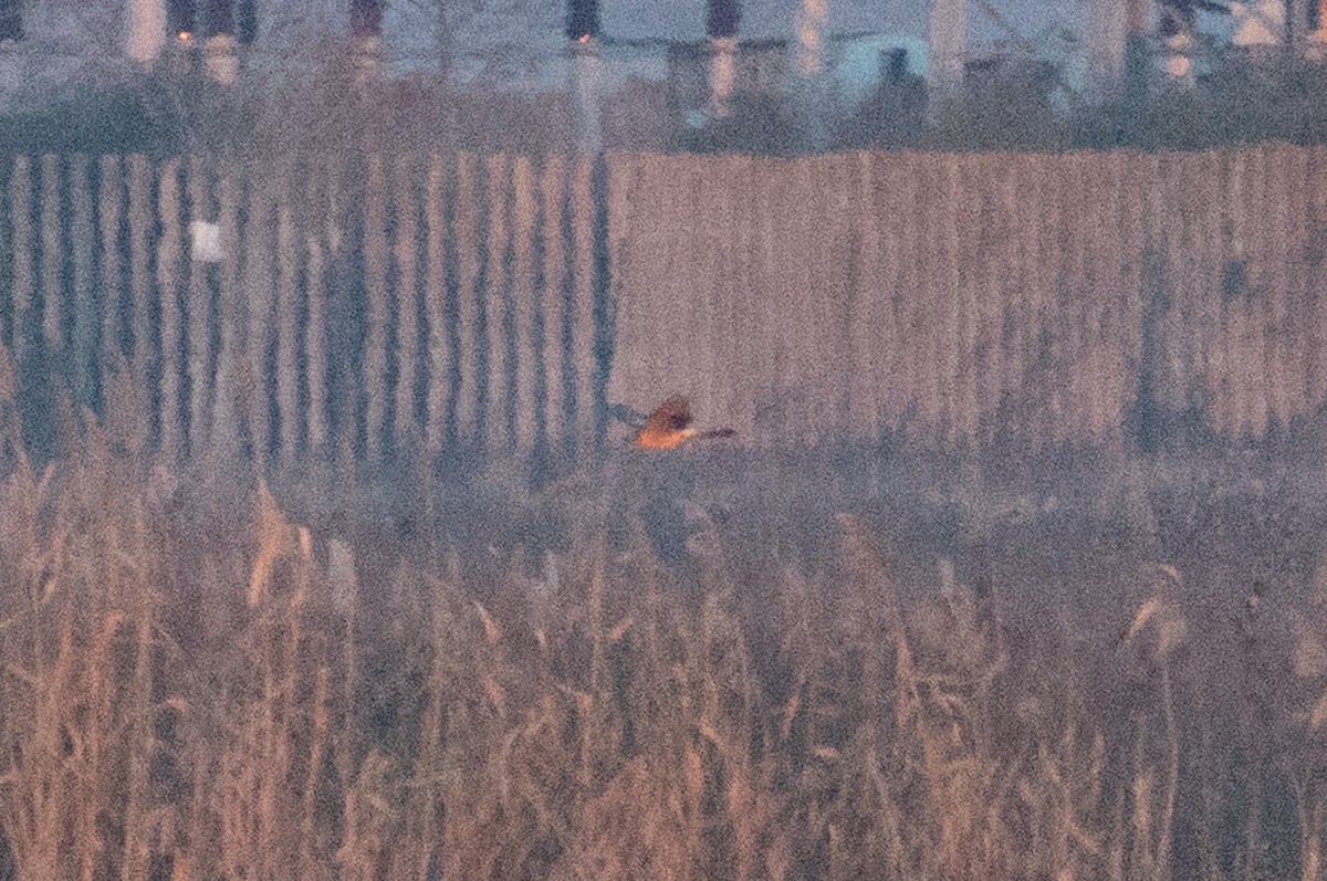 Aguilucho Papialbo - ML647779398