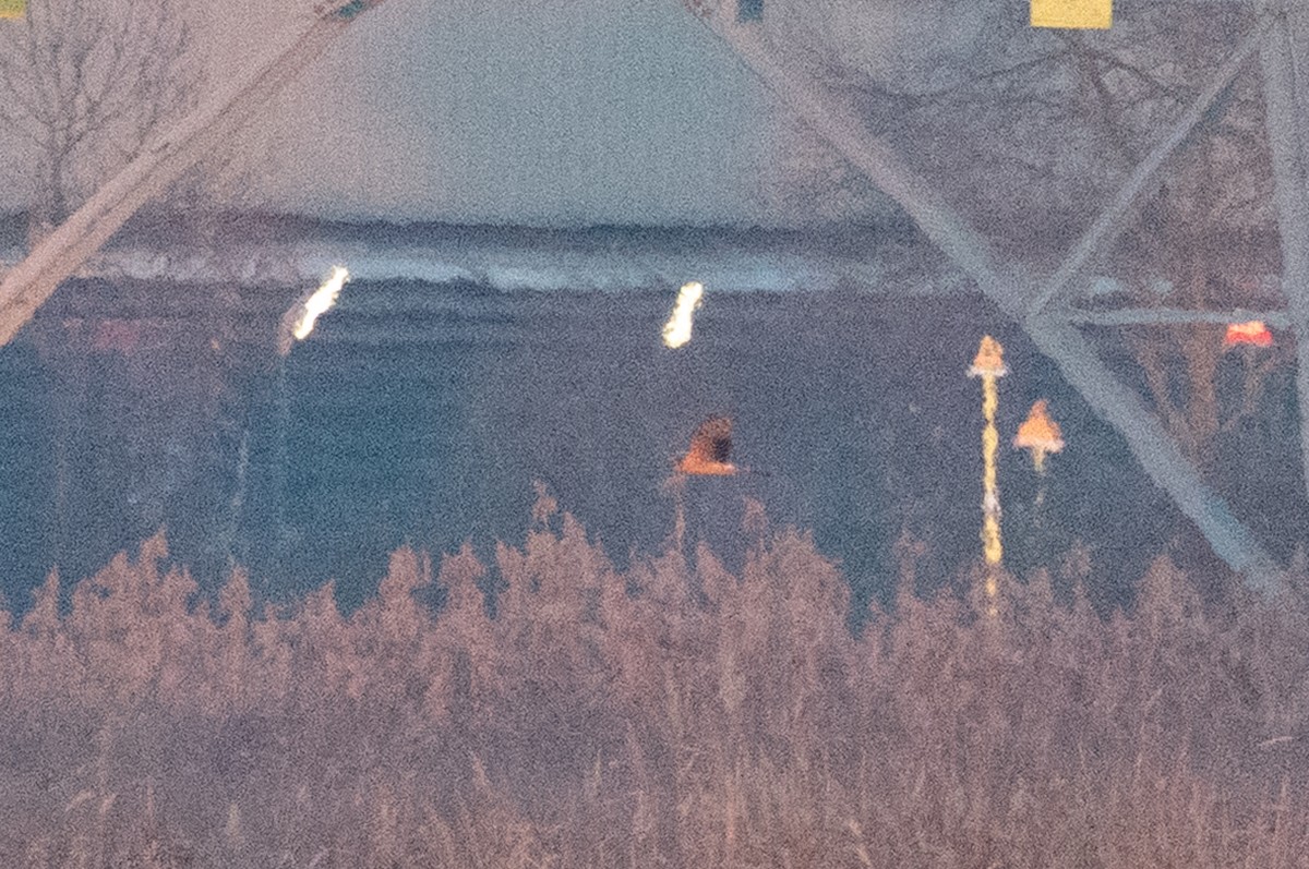 Aguilucho Papialbo - ML647779399