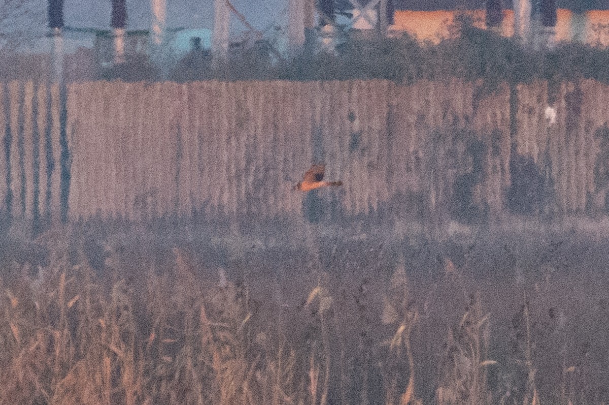 Aguilucho Papialbo - ML647779400