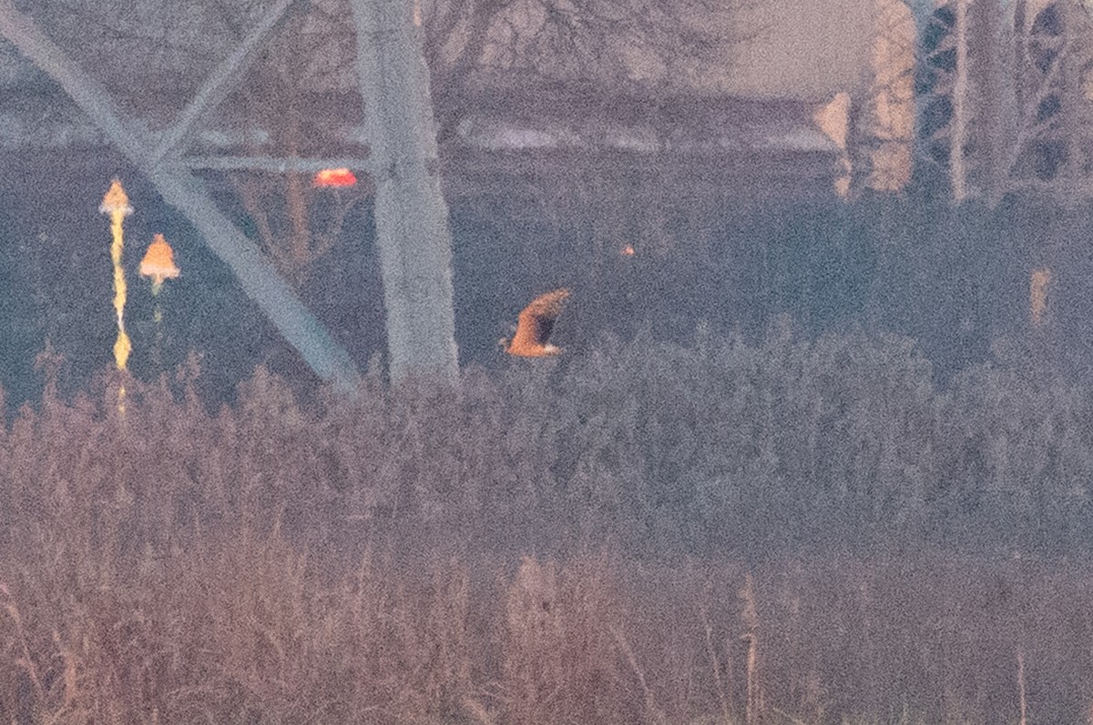 Aguilucho Papialbo - ML647779401