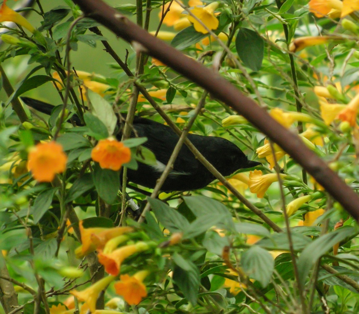 White-sided Flowerpiercer - ML647779405