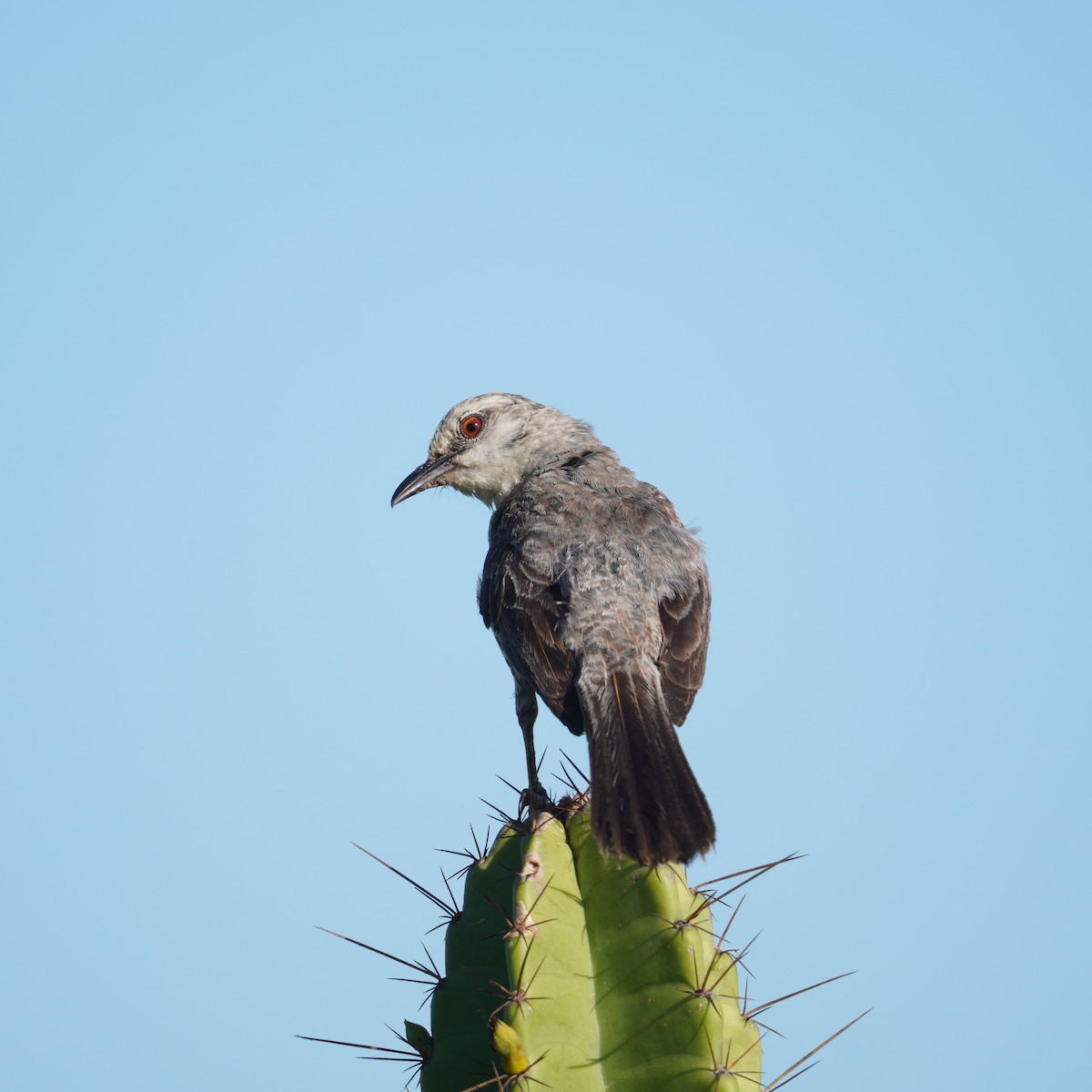 Tropikal Taklitçi - ML647779440