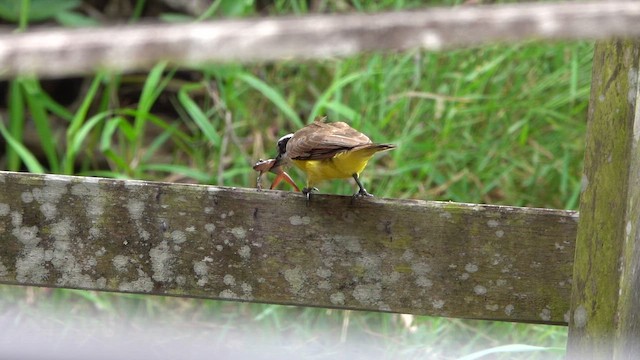Great Kiskadee - ML647779453