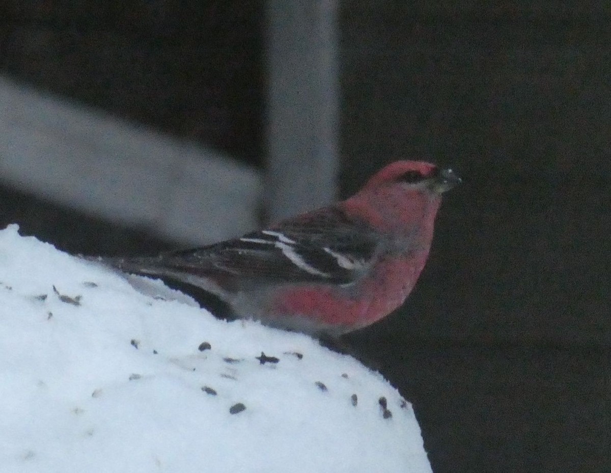 Pinu-gailupa - ML647779456