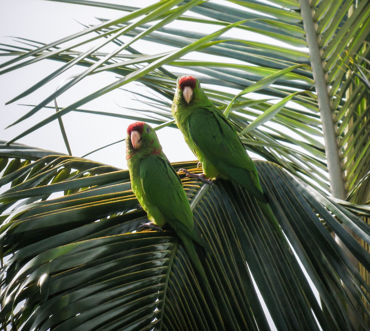 Scarlet-fronted Parakeet - ML647779467