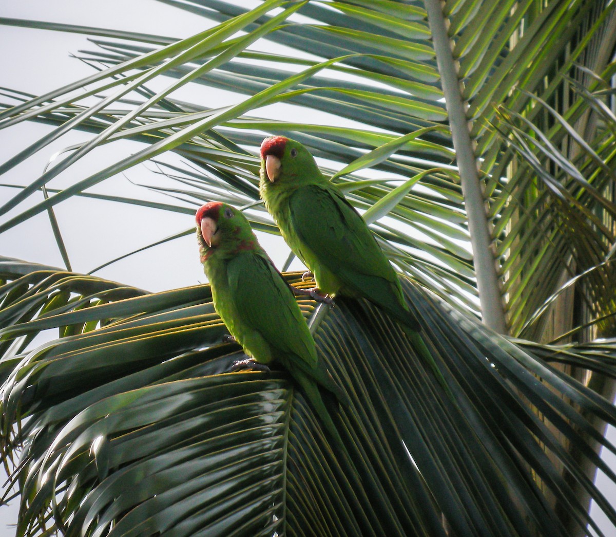 Scarlet-fronted Parakeet - ML647779468