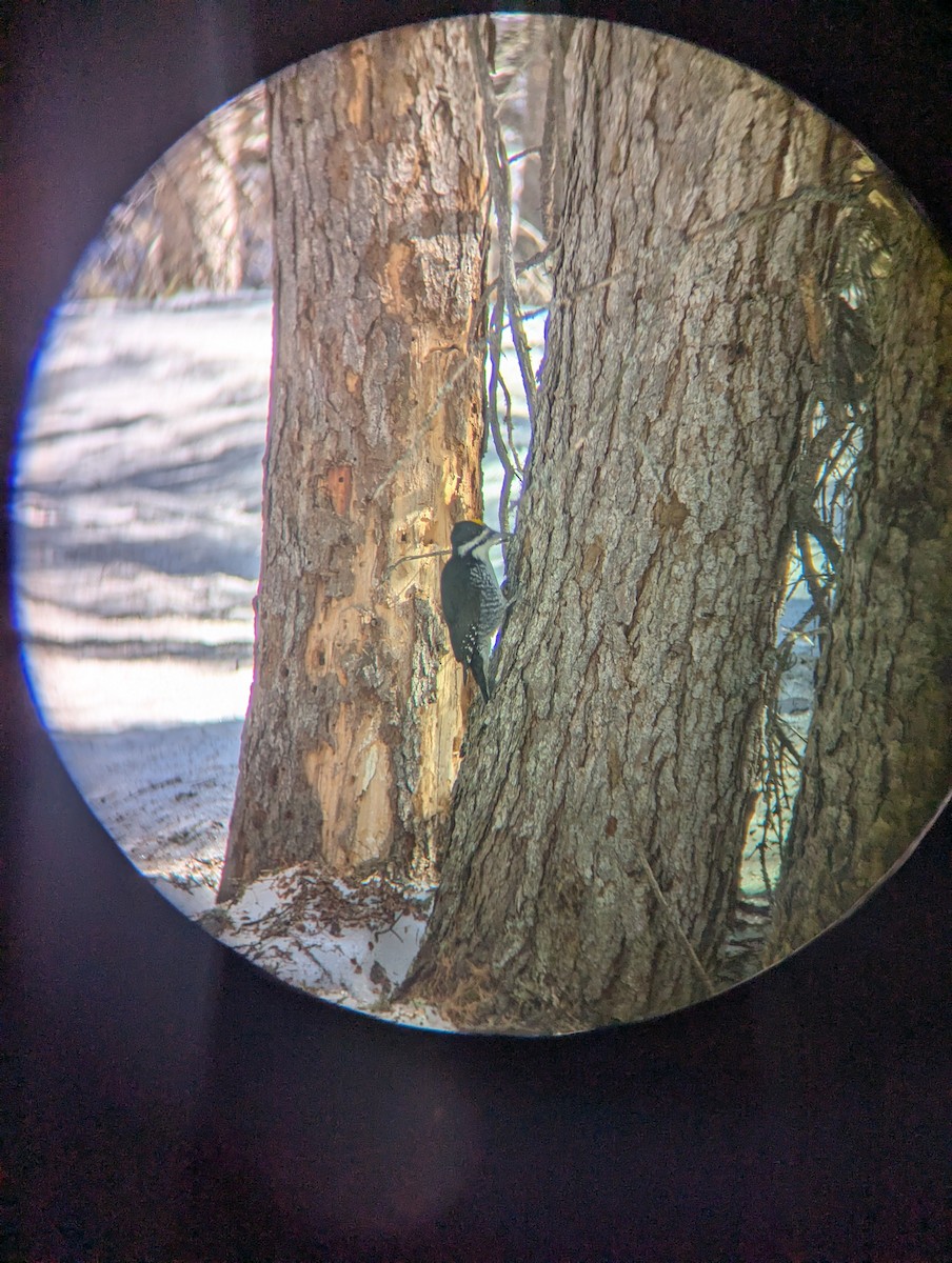 Black-backed Woodpecker - ML647779475