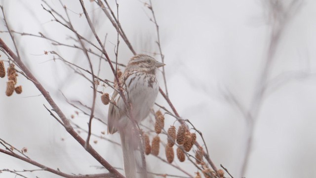 Song Sparrow - ML647779490