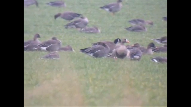 Cackling Goose - ML647779513